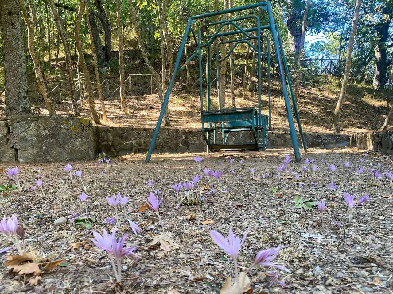 Houpačka v lese a kvetoucí ocúny na zemi