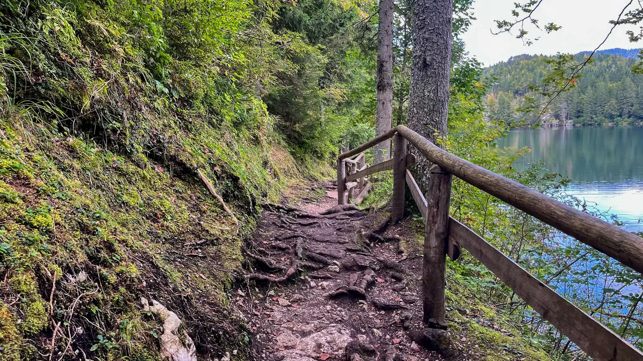 Začátek lesní stezky plné kořenů kolem jezera Lago di Fusine