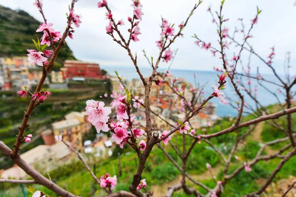 Rozkvetlá broskvoň s růžovými květy před barevnými domky Manaroly v Cinque Terre strmě spadajícími k moři.